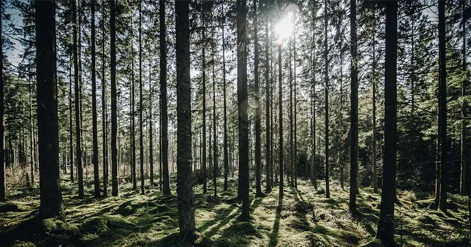 Förnybar energi är nya normen