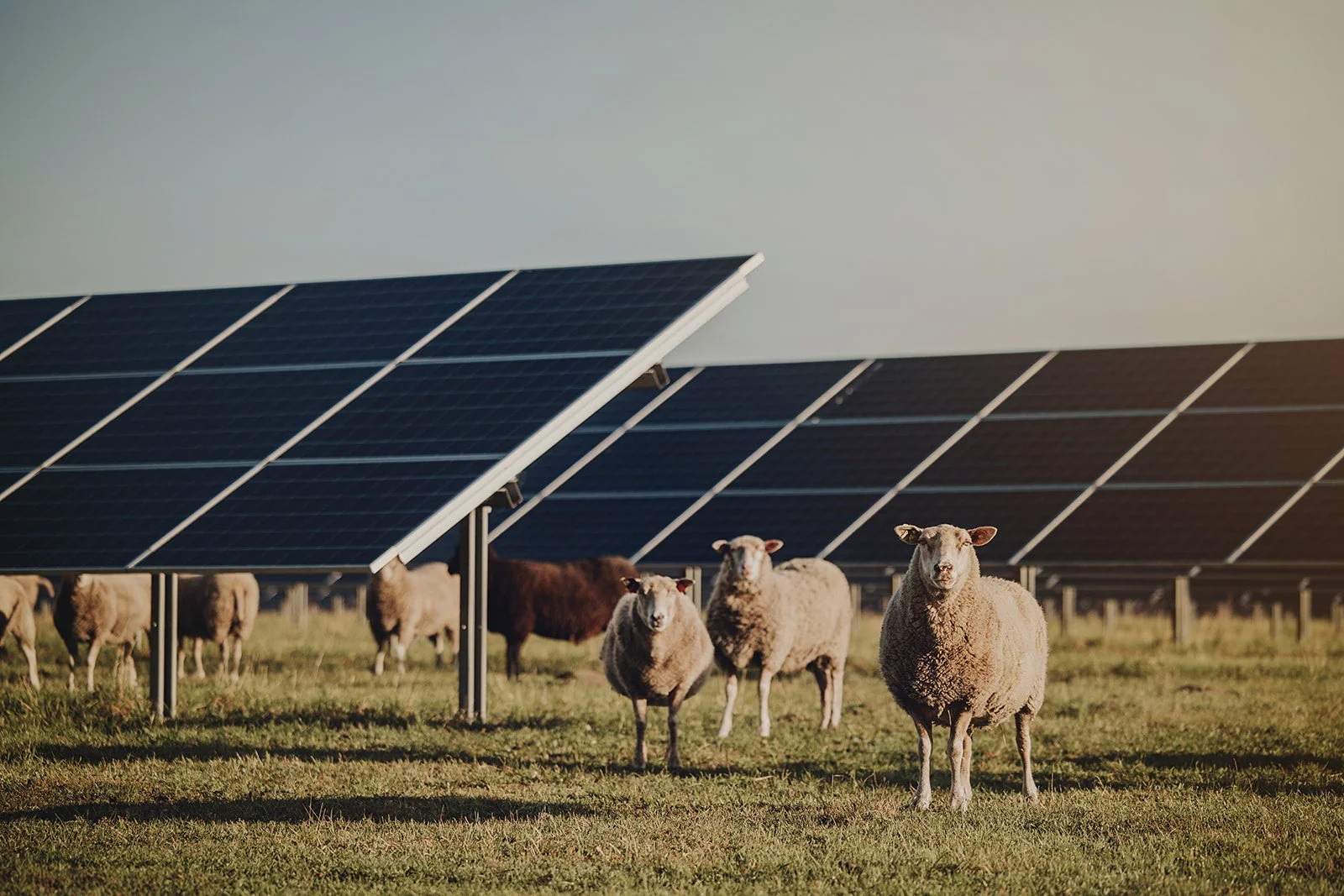 får i solpark - svea solar