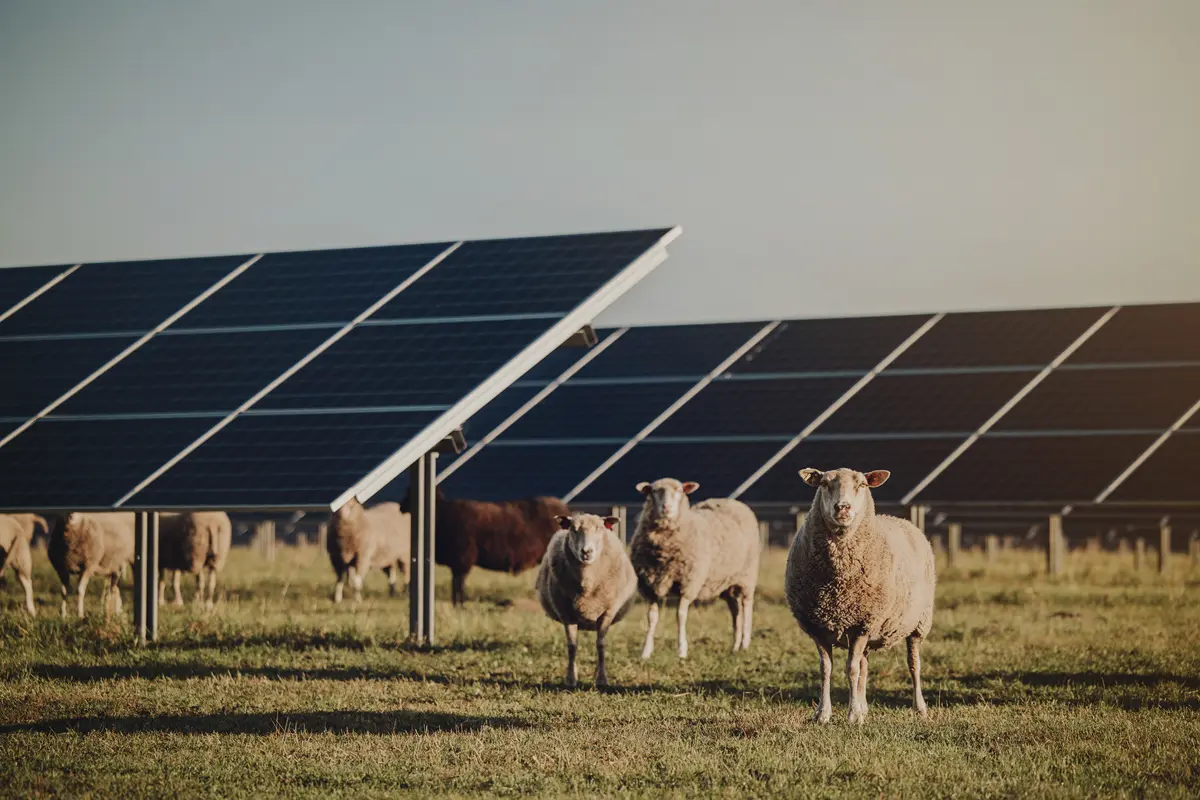 Svea Solar inviger Sveriges största solpark – driver Gröna Lunds karuseller