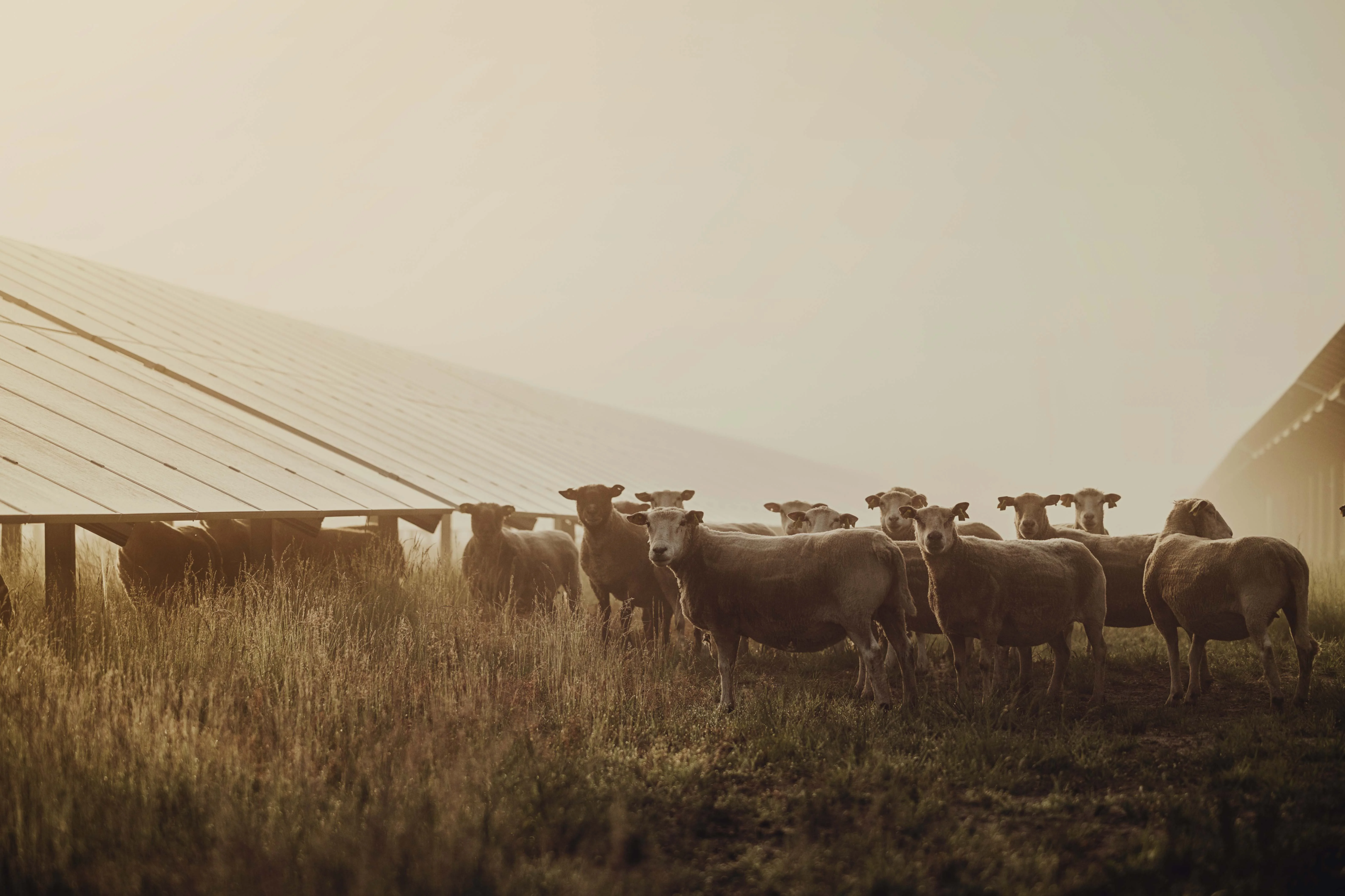 Solarpark mit Schafen