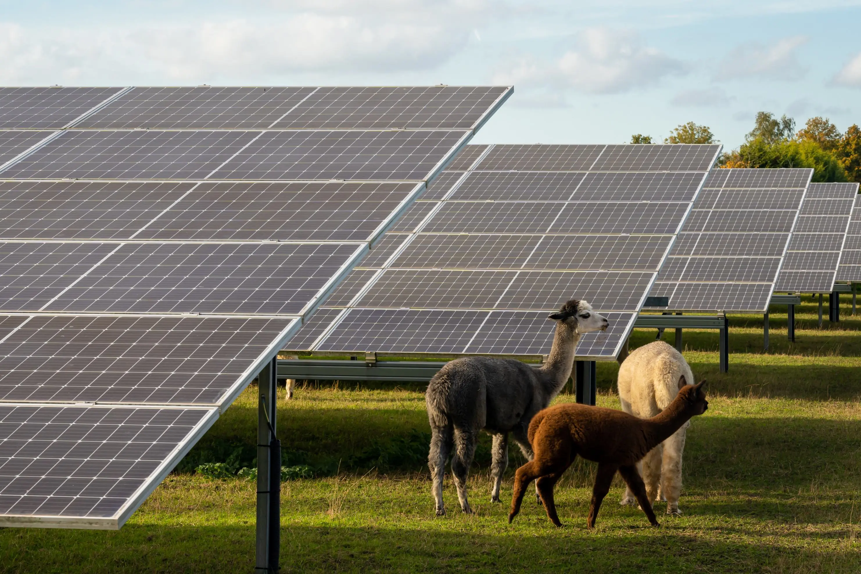 De uitdagingen van zonnepanelen in de zomer